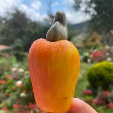 Images of a 35 year old cashew tree & its fruit!! Cashew Fruit Information And Facts