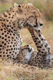 Pin By Iladizhenko On Big Cats Cute Animals Wild Cats Animals Wild