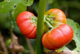 Image result for Solanum aethiopicum