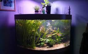 Of course, so should a 10 gallon one or even a 20 gallon one, and these are, in fact, an even better choice for the fish itself. Betta Fish Tank Ideas Vang Bettas