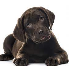 Video Of Labrador Puppy Playing Drums Is Melting Hearts Online