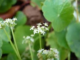 Image result for Centella asiatica