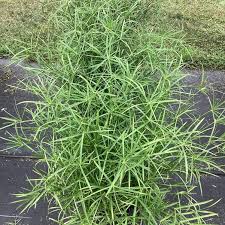 Image result for Cyperus mollipes