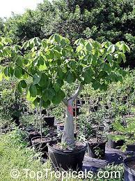 Pin On Plant List