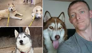 Dublin Husky Rescue pleads for donations before it's forced to close