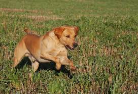 Denne betegnelse er dog direkte forkert. Formel 1 Labrador Hvad Er Det