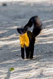 Nilgiri Marten Martes Gwatkinsii Photo By Na Naseer Weird Animals Rare Animals Whale Stuffed Animal