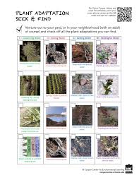 Check spelling or type a new query. Desert Detectives Camp Cooper Online Environmental Learning Activites For Pre K 5th Grade Cooper Center