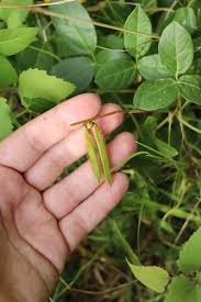 Image result for Vigna oblongifolia