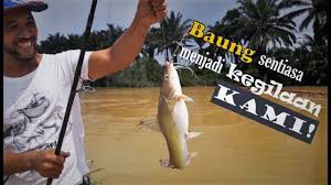 Ototnya yang kuat serta siripnya yang besar mampu memberi tentangan. Mancing Ikan Baung Sungai Selangor Malaysia Youtube