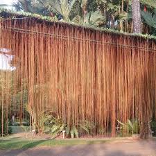 Image result for Cissus petiolata