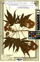 Image result for Dombeya acutangula