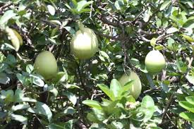 Image result for Syzygium owariense