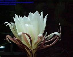 Image result for Ophrypetalum