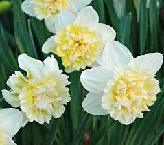 Narcissus Ice King White Flower Farm Daffodils Fall Plants