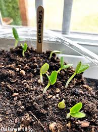 In cucumbers, the seeds are very thin. Starting Cucumber Seeds Indoors The Farm Girl Blog