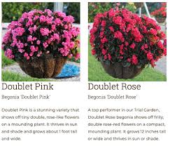 Image result for Begonia pulcherrima