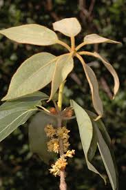 Image result for Actinodaphne