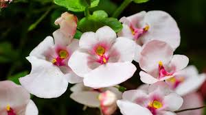 Image result for Diascia