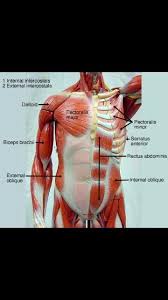 Short video of the back muscles on the posterior torso (superficial, intermediate, deep) identifies short video of anterior abdominal wall muscles of the torso indentifies: 250 Muscle Anatomy Ideas Muscle Anatomy Muscle Fitness Body