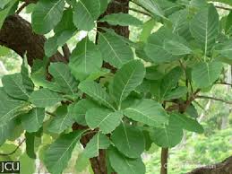 Image result for Terminalia bellirica