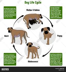 Dog Life Cycle Diagram Image Photo Free Trial Bigstock