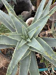Image result for Euphorbia fanshawei