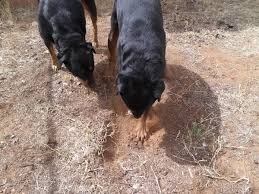 If your dog eats a bug with a flea that is carrying the parasite, he could end up with tapeworms. What Do I Do If My Dog Eats A Cricket Pethelpful