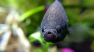 King bettas are good, but they get much bigger than others. Close Up Of A Female King Betta Youtube