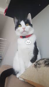 Tuxedo Kedi In 2020 Cats Animals