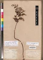 Image result for Pityrogramma argentea