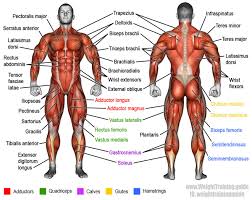 The body parts can be divided into two categories: Pin On Lifestyle Creative Ideas