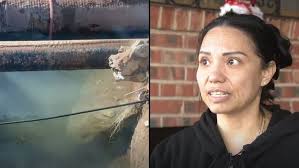 Tennessee wildlife officials find 24-year-old bald eagle too full to fly