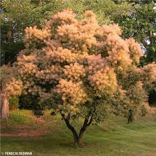 Check spelling or type a new query. Smoketree Tree On The Tree Guide At Arborday Org