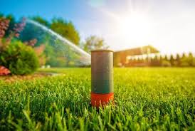 Whether it's lawn fertilization or pest control that your lawn or home needs, your green team can help! What S Wrong With My St Augustine Grass Turner Pest Control