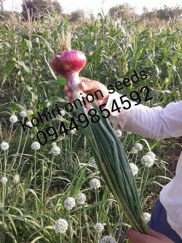N53 Onion Seeds product image