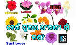 In this lesson, we will examine the topic of flower names in english. 70 Flowers Name With Pictures In English To Odia à­­à­¦à¬Ÿ à¬« à¬²à¬° à¬¨ à¬® Name Of Flowers In English Odia Youtube