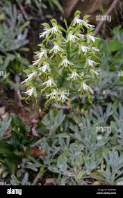 Image result for Bonatea