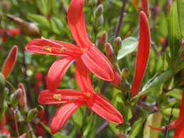 Image result for Anisacanthus