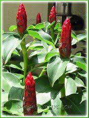 Costus Woodsonii Red Button Ginger Scarlet Spiral Flag Indian Head Ginger Dwarf French Kiss Dwarf Cone Ginger Ginger Flower Colorful Plants Flowers