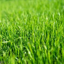 Image result for Lolium multiflorum