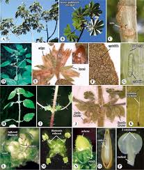 Image result for Deinbollia sp. A