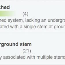 Image result for Thesium multiramulosum