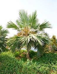 Image result for Latania loddigesii