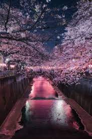 Night Cherry Blossom 03 29 18 Cherry Blossom Wallpaper Cherry Blossom Wallpaper Iphone Cherry Blossom Background
