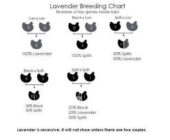 Lavender Breeding Chart Chicken Breeds Chart Silkie