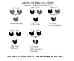 lavender breeding chart chicken breeds chart silkie