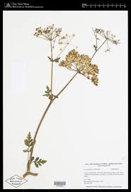 Image result for Afroligusticum