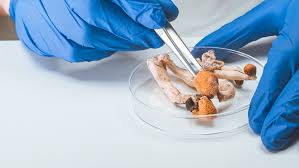 Image result for Psilocybin