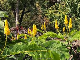 Image result for Senna alata